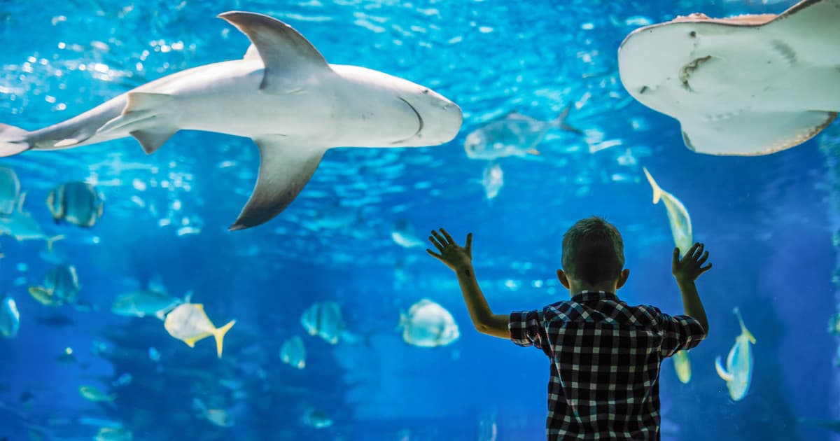 Океанариум «Ailand» — фото 4