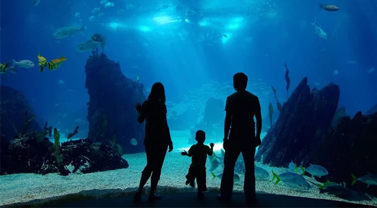 Океанариум «Ailand» — фото 10