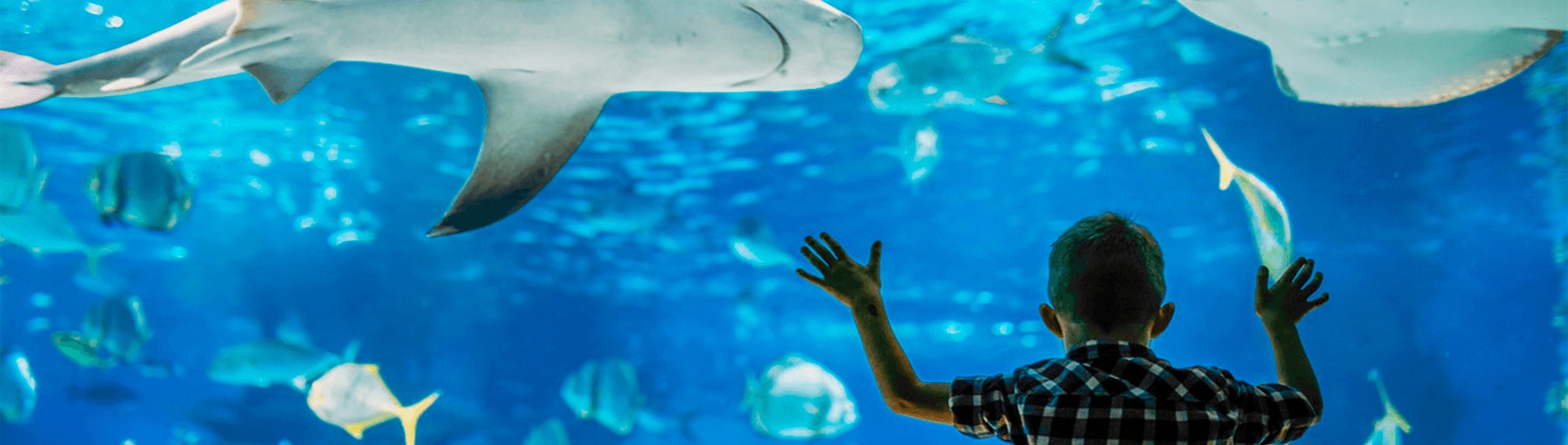 Океанариум «Ailand» — фото 5